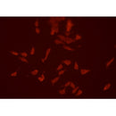 AF0253 staining HEPG2 cells by ICC/IF. Cells were fixed with PFA and permeabilized in 0.1% saponin prior to blocking in 10% serum for 45 minutes at 37¡ãC. The primary antibody was diluted 1/200 and incubated with the sample for 1 hour at 37¡ãC. A  Alexa Fluor 594 conjugated goat polyclonal to rabbit IgG (H+L), diluted 1/600 was used as secondary antibod