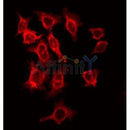 AF0093 staining HeLa by IF/ICC. The sample were fixed with PFA and permeabilized in 0.1% Triton X-100,then blocked in 10% serum for 45 minutes at 25¡ãC. The primary antibody was diluted at 1/200 and incubated with the sample for 1 hour at 37¡ãC. An  Alexa Fluor 594 conjugated goat anti-rabbit IgG (H+L) Ab, diluted at 1/600, was used as the secondary antibod