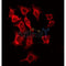 AF0093 staining HeLa by IF/ICC. The sample were fixed with PFA and permeabilized in 0.1% Triton X-100,then blocked in 10% serum for 45 minutes at 25¡ãC. The primary antibody was diluted at 1/200 and incubated with the sample for 1 hour at 37¡ãC. An  Alexa Fluor 594 conjugated goat anti-rabbit IgG (H+L) Ab, diluted at 1/600, was used as the secondary antibod