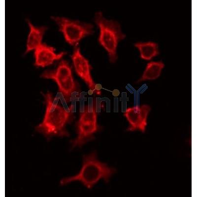 AF0093 staining HeLa by IF/ICC. The sample were fixed with PFA and permeabilized in 0.1% Triton X-100,then blocked in 10% serum for 45 minutes at 25¡ãC. The primary antibody was diluted at 1/200 and incubated with the sample for 1 hour at 37¡ãC. An  Alexa Fluor 594 conjugated goat anti-rabbit IgG (H+L) Ab, diluted at 1/600, was used as the secondary antibod