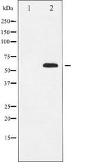 AF6021 at 1/100 staining Mouse liver tissue by IHC-P. The sample was formaldehyde fixed and a heat mediated antigen retrieval step in citrate buffer was performed. The sample was then blocked and incubated with the antibody for 1.5 hours at 22¡ãC. An HRP conjugated goat anti-rabbit antibody was used as the secondary