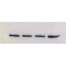 AF6022 at 1/100 staining Mouse colon tissue by IHC-P. The sample was formaldehyde fixed and a heat mediated antigen retrieval step in citrate buffer was performed. The sample was then blocked and incubated with the antibody for 1.5 hours at 22¡ãC. An HRP conjugated goat anti-rabbit antibody was used as the secondary