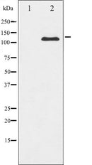 AF6023 at 1/100 staining Mouse colon tissue by IHC-P. The sample was formaldehyde fixed and a heat mediated antigen retrieval step in citrate buffer was performed. The sample was then blocked and incubated with the antibody for 1.5 hours at 22¡ãC. An HRP conjugated goat anti-rabbit antibody was used as the secondary