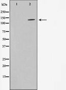 AF6025 staining K562 by IF/ICC. The sample were fixed with PFA and permeabilized in 0.1% Triton X-100,then blocked in 10% serum for 45 minutes at 25¡ãC. The primary antibody was diluted at 1/200 and incubated with the sample for 1 hour at 37¡ãC. An  Alexa Fluor 594 conjugated goat anti-rabbit IgG (H+L) Ab, diluted at 1/600, was used as the secondary antibod
