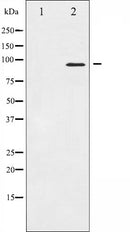 AF6026 at 1/100 staining Mouse testis tissue by IHC-P. The sample was formaldehyde fixed and a heat mediated antigen retrieval step in citrate buffer was performed. The sample was then blocked and incubated with the antibody for 1.5 hours at 22¡ãC. An HRP conjugated goat anti-rabbit antibody was used as the secondary