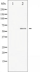 AF6029 staining Hela cells by ICC/IF. Cells were fixed with PFA and permeabilized in 0.1% saponin prior to blocking in 10% serum for 45 minutes at 37¡ãC. The primary antibody was diluted 1/400 and incubated with the sample for 1 hour at 37¡ãC. A  Alexa Fluor? 594 conjugated goat polyclonal to rabbit IgG (H+L), diluted 1/600 was used as secondary antibod