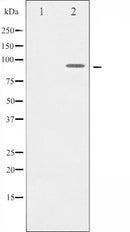 AF6030 staining Hela cells by ICC/IF. Cells were fixed with PFA and permeabilized in 0.1% saponin prior to blocking in 10% serum for 45 minutes at 37¡ãC. The primary antibody was diluted 1/400 and incubated with the sample for 1 hour at 37¡ãC. A  Alexa Fluor? 594 conjugated goat polyclonal to rabbit IgG (H+L), diluted 1/600 was used as secondary antibod