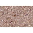 AF0254 at 1/100 staining human brain tissue sections by IHC-P. The tissue was formaldehyde fixed and a heat mediated antigen retrieval step in citrate buffer was performed. The tissue was then blocked and incubated with the antibody for 1.5 hours at 22¡ãC. An HRP conjugated goat anti-rabbit antibody was used as the secondary