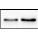 AF6032 at 1/100 staining Mouse kidney tissue by IHC-P. The sample was formaldehyde fixed and a heat mediated antigen retrieval step in citrate buffer was performed. The sample was then blocked and incubated with the antibody for 1.5 hours at 22¡ãC. An HRP conjugated goat anti-rabbit antibody was used as the secondary