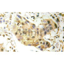 AF6033 at 1/100 staining Mouse colon tissue by IHC-P. The sample was formaldehyde fixed and a heat mediated antigen retrieval step in citrate buffer was performed. The sample was then blocked and incubated with the antibody for 1.5 hours at 22¡ãC. An HRP conjugated goat anti-rabbit antibody was used as the secondary