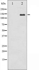AF6038 staining COS7 by IF/ICC. The sample were fixed with PFA and permeabilized in 0.1% Triton X-100,then blocked in 10% serum for 45 minutes at 25¡ãC. The primary antibody was diluted at 1/200 and incubated with the sample for 1 hour at 37¡ãC. An  Alexa Fluor 594 conjugated goat anti-rabbit IgG (H+L) Ab, diluted at 1/600, was used as the secondary antibod