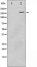 AF6042 at 1/100 staining Mouse colon tissue by IHC-P. The sample was formaldehyde fixed and a heat mediated antigen retrieval step in citrate buffer was performed. The sample was then blocked and incubated with the antibody for 1.5 hours at 22¡ãC. An HRP conjugated goat anti-rabbit antibody was used as the secondary