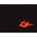 Western blot analysis of extracts from VERO, using C-RAF Antibody. The lane on the left was treated with blocking peptide.