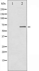 AF6065 staining Hela by IF/ICC. The sample were fixed with PFA and permeabilized in 0.1% Triton X-100,then blocked in 10% serum for 45 minutes at 25¡ãC. The primary antibody was diluted at 1/200 and incubated with the sample for 1 hour at 37¡ãC. An  Alexa Fluor 594 conjugated goat anti-rabbit IgG (H+L) Ab, diluted at 1/600, was used as the secondary antibod