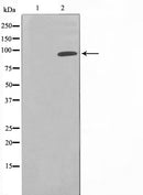 AF6066 at 1/100 staining Mouse pancreas tissue by IHC-P. The sample was formaldehyde fixed and a heat mediated antigen retrieval step in citrate buffer was performed. The sample was then blocked and incubated with the antibody for 1.5 hours at 22¡ãC. An HRP conjugated goat anti-rabbit antibody was used as the secondary
