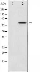 AF6067 staining HeLa by IF/ICC. The sample were fixed with PFA and permeabilized in 0.1% Triton X-100,then blocked in 10% serum for 45 minutes at 25¡ãC. The primary antibody was diluted at 1/200 and incubated with the sample for 1 hour at 37¡ãC. An  Alexa Fluor 594 conjugated goat anti-rabbit IgG (H+L) Ab, diluted at 1/600, was used as the secondary antibod