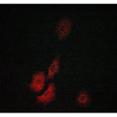 Western blot analysis of extracts from various samples, using TK Antibody.
 Lane 1: HepG2 treated with blocking peptide;
 Lane 2: HepG2;
Lane 3: 3T3.