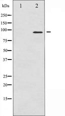 AF6088 staining HepG2 by IF/ICC. The sample were fixed with PFA and permeabilized in 0.1% Triton X-100,then blocked in 10% serum for 45 minutes at 25¡ãC. The primary antibody was diluted at 1/200 and incubated with the sample for 1 hour at 37¡ãC. An  Alexa Fluor 594 conjugated goat anti-rabbit IgG (H+L) Ab, diluted at 1/600, was used as the secondary antibod