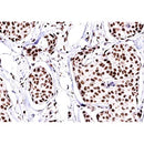 Western blot analysis of extracts from 3T3, using c-Jun Antibody. The lane on the left was treated with blocking peptide.