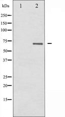 AF6096 staining HeLa by IF/ICC. The sample were fixed with PFA and permeabilized in 0.1% Triton X-100,then blocked in 10% serum for 45 minutes at 25¡ãC. The primary antibody was diluted at 1/200 and incubated with the sample for 1 hour at 37¡ãC. An  Alexa Fluor 594 conjugated goat anti-rabbit IgG (H+L) Ab, diluted at 1/600, was used as the secondary antibod