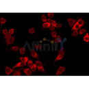 Western blot analysis of extracts from Mouse brain, using CDC2 Antibody. Lane 1 was treated with the blocking peptide.
