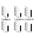 AF6109 staining MCF-7 cells by ICC/IF. Cells were fixed with PFA and permeabilized in 0.1% saponin prior to blocking in 10% serum for 45 minutes at 37¡ãC. The primary antibody was diluted 1/400 and incubated with the sample for 1 hour at 37¡ãC. A  Alexa Fluor? 594 conjugated goat polyclonal to rabbit IgG (H+L), diluted 1/600 was used as secondary antibod
