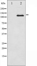 AF6116 staining 293 by IF/ICC. The sample were fixed with PFA and permeabilized in 0.1% Triton X-100,then blocked in 10% serum for 45 minutes at 25¡ãC. The primary antibody was diluted at 1/200 and incubated with the sample for 1 hour at 37¡ãC. An  Alexa Fluor 594 conjugated goat anti-rabbit IgG (H+L) Ab, diluted at 1/600, was used as the secondary antibod