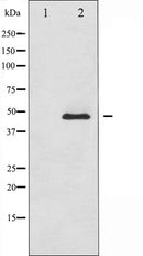 AF6117 at 1/100 staining Mouse muscle tissue by IHC-P. The sample was formaldehyde fixed and a heat mediated antigen retrieval step in citrate buffer was performed. The sample was then blocked and incubated with the antibody for 1.5 hours at 22¡ãC. An HRP conjugated goat anti-rabbit antibody was used as the secondary
