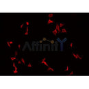 AF0258 staining HT29 by IF/ICC. The sample were fixed with PFA and permeabilized in 0.1% Triton X-100,then blocked in 10% serum for 45 minutes at 25¡ãC. The primary antibody was diluted at 1/200 and incubated with the sample for 1 hour at 37¡ãC. An  Alexa Fluor 594 conjugated goat anti-rabbit IgG (H+L) Ab, diluted at 1/600, was used as the secondary antibod