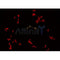 AF0258 staining HT29 by IF/ICC. The sample were fixed with PFA and permeabilized in 0.1% Triton X-100,then blocked in 10% serum for 45 minutes at 25¡ãC. The primary antibody was diluted at 1/200 and incubated with the sample for 1 hour at 37¡ãC. An  Alexa Fluor 594 conjugated goat anti-rabbit IgG (H+L) Ab, diluted at 1/600, was used as the secondary antibod
