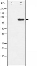AF6122 at 1/100 staining Mouse colon tissue by IHC-P. The sample was formaldehyde fixed and a heat mediated antigen retrieval step in citrate buffer was performed. The sample was then blocked and incubated with the antibody for 1.5 hours at 22¡ãC. An HRP conjugated goat anti-rabbit antibody was used as the secondary