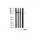 Western blot analysis of HSP90B using various lysates  Lanes 1 - 2: Merged signal (red and green). Green - AF6126 observed at 90kDa. Red - loading control, T0023, observed at 55 kDa.  Blots were developed with Goat Anti-Rabbit IgG(H+L) FITC–conjugated (S0008) and Goat Anti-Mouse IgG(H+L) Alexa Fluor 594–conjugated  (S0005) secondary antibodies