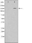 AF6128 staining NIH-3T3 by IF/ICC. The sample were fixed with PFA and permeabilized in 0.1% Triton X-100,then blocked in 10% serum for 45 minutes at 25¡ãC. The primary antibody was diluted at 1/200 and incubated with the sample for 1 hour at 37¡ãC. An  Alexa Fluor 594 conjugated goat anti-rabbit IgG (H+L) Ab, diluted at 1/600, was used as the secondary antibod