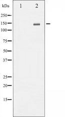 AF6129 staining NIH-3T3 by IF/ICC. The sample were fixed with PFA and permeabilized in 0.1% Triton X-100,then blocked in 10% serum for 45 minutes at 25¡ãC. The primary antibody was diluted at 1/200 and incubated with the sample for 1 hour at 37¡ãC. An  Alexa Fluor 594 conjugated goat anti-rabbit IgG (H+L) Ab, diluted at 1/600, was used as the secondary antibod