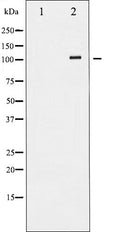 AF6133 staining MCF-7 cells by ICC/IF. Cells were fixed with PFA and permeabilized in 0.1% saponin prior to blocking in 10% serum for 45 minutes at 37¡ãC. The primary antibody was diluted 1/400 and incubated with the sample for 1 hour at 37¡ãC. A  Alexa Fluor? 594 conjugated goat polyclonal to rabbit IgG (H+L), diluted 1/600 was used as secondary antibod