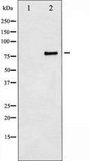 AF6136 staining HeLa cells by IF/ICC. The sample were fixed with PFA and permeabilized in 0.1% Triton X-100,then blocked in 10% serum for 45 minutes at 25¡ãC. The primary antibody was diluted at 1/200 and incubated with the sample for 1 hour at 37¡ãC. An  Alexa Fluor 594 conjugated goat anti-rabbit IgG (H+L) antibody(Cat.