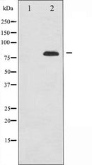 Western blot analysis of Tau expression in HeLa whole cell lysates,The lane on the left is treated with the antigen-specific peptide.