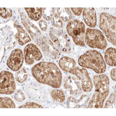 AF0261 at 1/100 staining human kidney tissue sections by IHC-P. The tissue was formaldehyde fixed and a heat mediated antigen retrieval step in citrate buffer was performed. The tissue was then blocked and incubated with the antibody for 1.5 hours at 22¡ãC. An HRP conjugated goat anti-rabbit antibody was used as the secondary