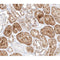 AF0261 at 1/100 staining human kidney tissue sections by IHC-P. The tissue was formaldehyde fixed and a heat mediated antigen retrieval step in citrate buffer was performed. The tissue was then blocked and incubated with the antibody for 1.5 hours at 22¡ãC. An HRP conjugated goat anti-rabbit antibody was used as the secondary