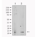 Western blot analysis of extracts from rat brain, using TGFB3 Antibody. Lane 1 was treated with the antigen-specific peptide.