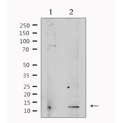 Western blot analysis of extracts from rat brain, using TGFB3 Antibody. Lane 1 was treated with the antigen-specific peptide.
