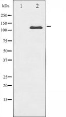 AF6153 staining HepG2 by IF/ICC. The sample were fixed with PFA and permeabilized in 0.1% Triton X-100,then blocked in 10% serum for 45 minutes at 25¡ãC. The primary antibody was diluted at 1/200 and incubated with the sample for 1 hour at 37¡ãC. An  Alexa Fluor 594 conjugated goat anti-rabbit IgG (H+L) Ab, diluted at 1/600, was used as the secondary antibod
