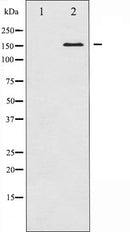 AF6154 staining Hela cells by IF/ICC. The sample were fixed with PFA and permeabilized in 0.1% Triton X-100,then blocked in 10% serum for 45 minutes at 25¡ãC. The primary antibody was diluted at 1/200 and incubated with the sample for 1 hour at 37¡ãC. An  Alexa Fluor 594 conjugated goat anti-rabbit IgG (H+L) antibody(Cat.