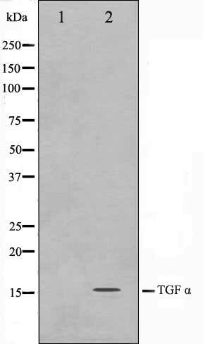 Western blot analysis on COS7 cell lysate using TGF alpha Antibody,The lane on the left is treated with the antigen-specific peptide.