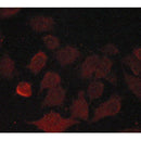Western blot analysis of extracts from K562, using Cyclin B1 Antibody. The lane on the left was treated with blocking peptide.