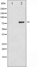 AF6171 at 1/100 staining Human gastric tissue by IHC-P. The sample was formaldehyde fixed and a heat mediated antigen retrieval step in citrate buffer was performed. The sample was then blocked and incubated with the antibody for 1.5 hours at 22¡ãC. An HRP conjugated goat anti-rabbit antibody was used as the secondary