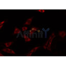 Western blot analysis of extracts from 293, using Synaptotagmin Antibody. Lane 1 was treated with the blocking peptide.