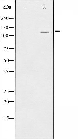 AF6349 staining Hela by IF/ICC. The sample were fixed with PFA and permeabilized in 0.1% Triton X-100,then blocked in 10% serum for 45 minutes at 25¡ãC. The primary antibody was diluted at 1/200 and incubated with the sample for 1 hour at 37¡ãC. An  Alexa Fluor 594 conjugated goat anti-rabbit IgG (H+L) Ab, diluted at 1/600, was used as the secondary antibod