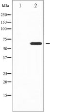AF6175 staining 293 by IF/ICC. The sample were fixed with PFA and permeabilized in 0.1% Triton X-100,then blocked in 10% serum for 45 minutes at 25¡ãC. The primary antibody was diluted at 1/200 and incubated with the sample for 1 hour at 37¡ãC. An  Alexa Fluor 594 conjugated goat anti-rabbit IgG (H+L) Ab, diluted at 1/600, was used as the secondary antibod