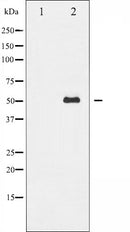AF6177 at 1/100 staining Mouse colon tissue by IHC-P. The sample was formaldehyde fixed and a heat mediated antigen retrieval step in citrate buffer was performed. The sample was then blocked and incubated with the antibody for 1.5 hours at 22¡ãC. An HRP conjugated goat anti-rabbit antibody was used as the secondary